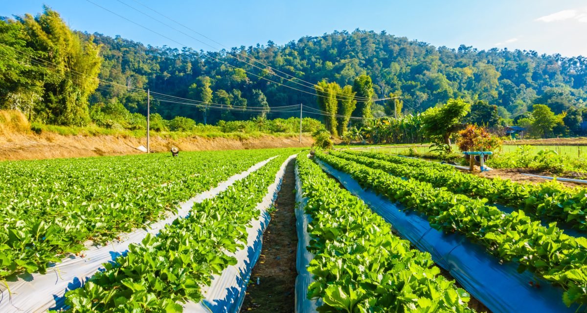 Beautiful landscape strawberry field and farm